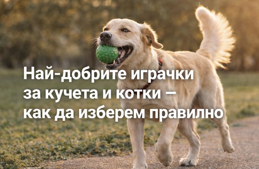 куче носи топка